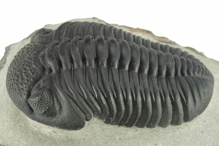 Pedinopariops Trilobite With Fantastic Eyes - Mrakib, Morocco #227315